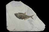 Fossil Fish (Diplomystus) - Wyoming #144219-1